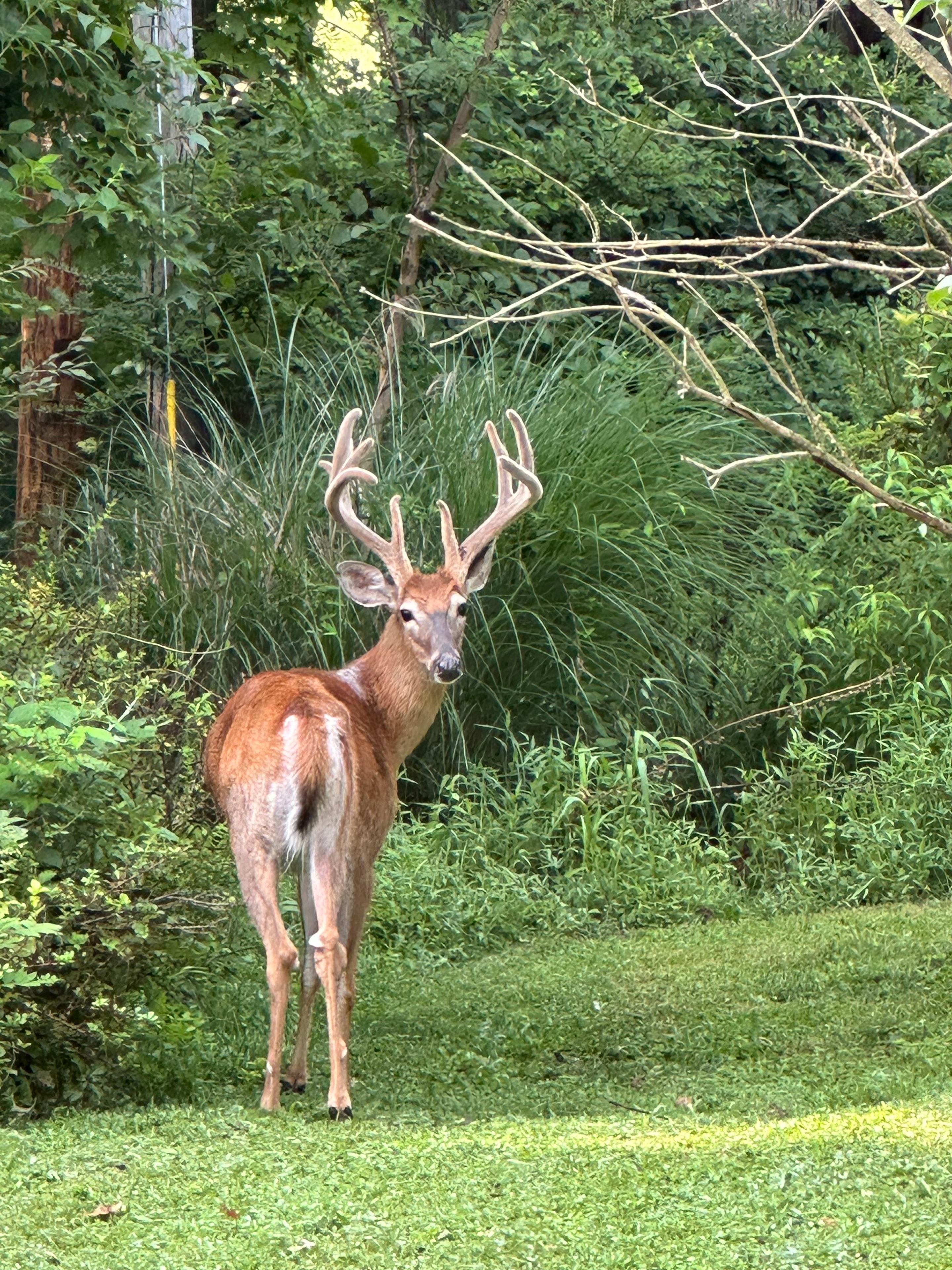 A deer with velvet antlers looking back amid green woodland.